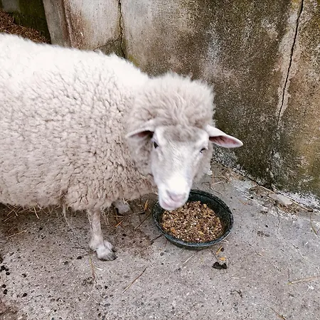 Clos De Bigorre Homestay szállás Tabanac