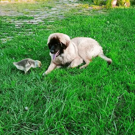 Homestay szállás Clos De Bigorre *