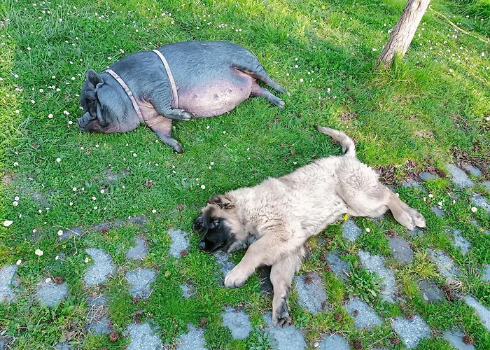 Privat bolig Clos De Bigorre *