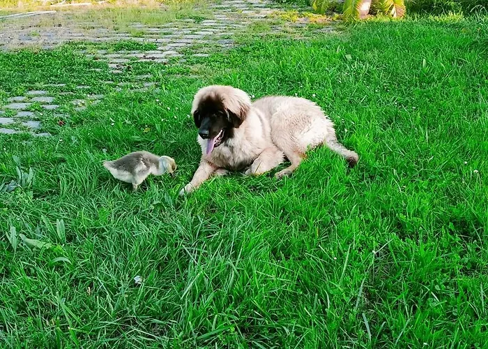 Privat bolig Clos De Bigorre *