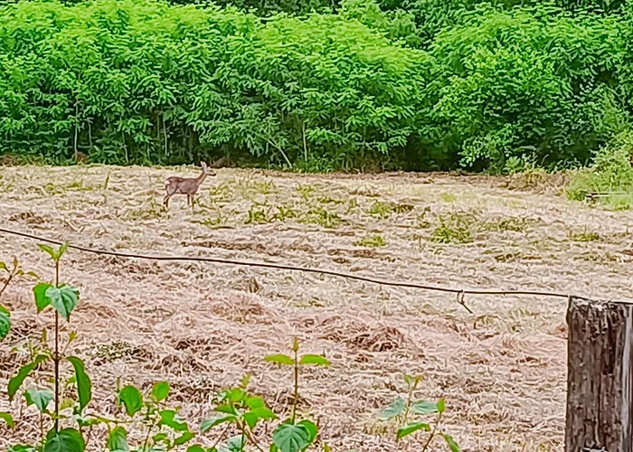 Clos De Bigorre Privat bolig Tabanac
